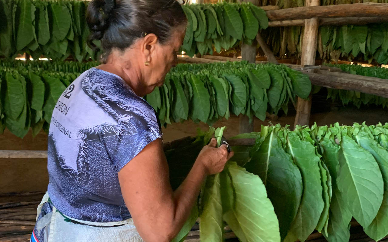 La preparazione delle foglie di tabacco a Cuba