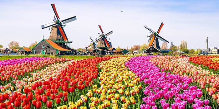 Landscape with tulips, traditional Dutch windmills and houses near the canal in Zaanse Schans, Netherlands, Europe